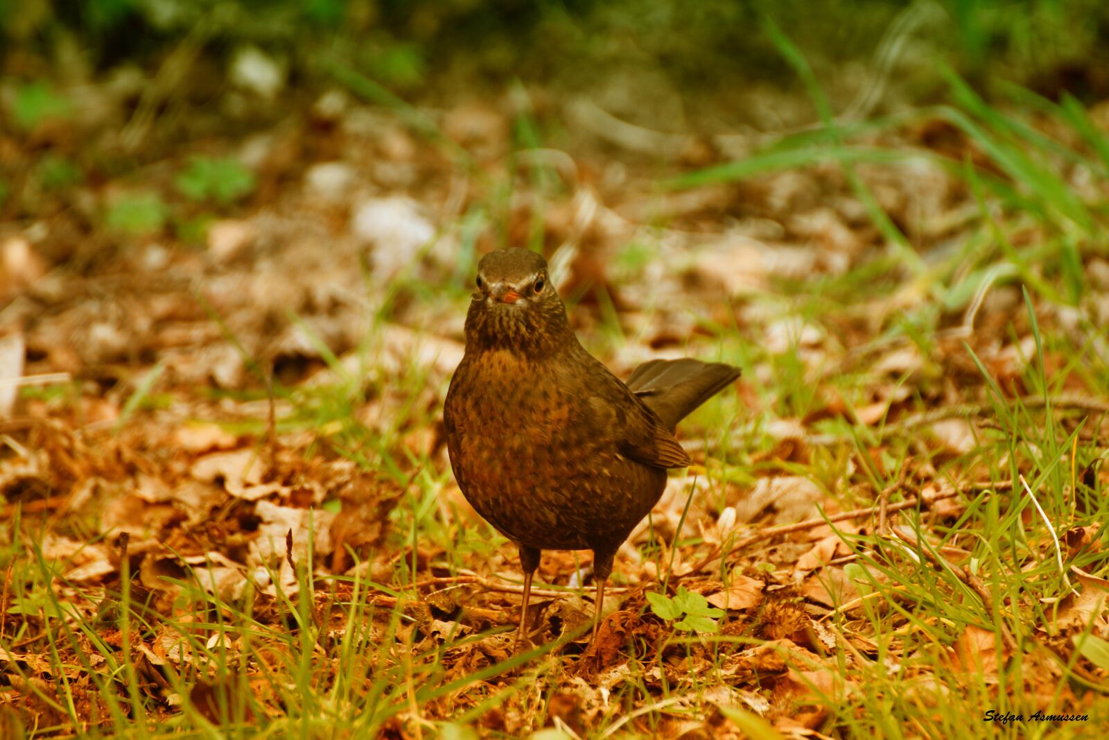 Canon EOS 600D (Rebel EOS T3i / EOS Kiss X5) sample photo. Bird, nature, spring photography