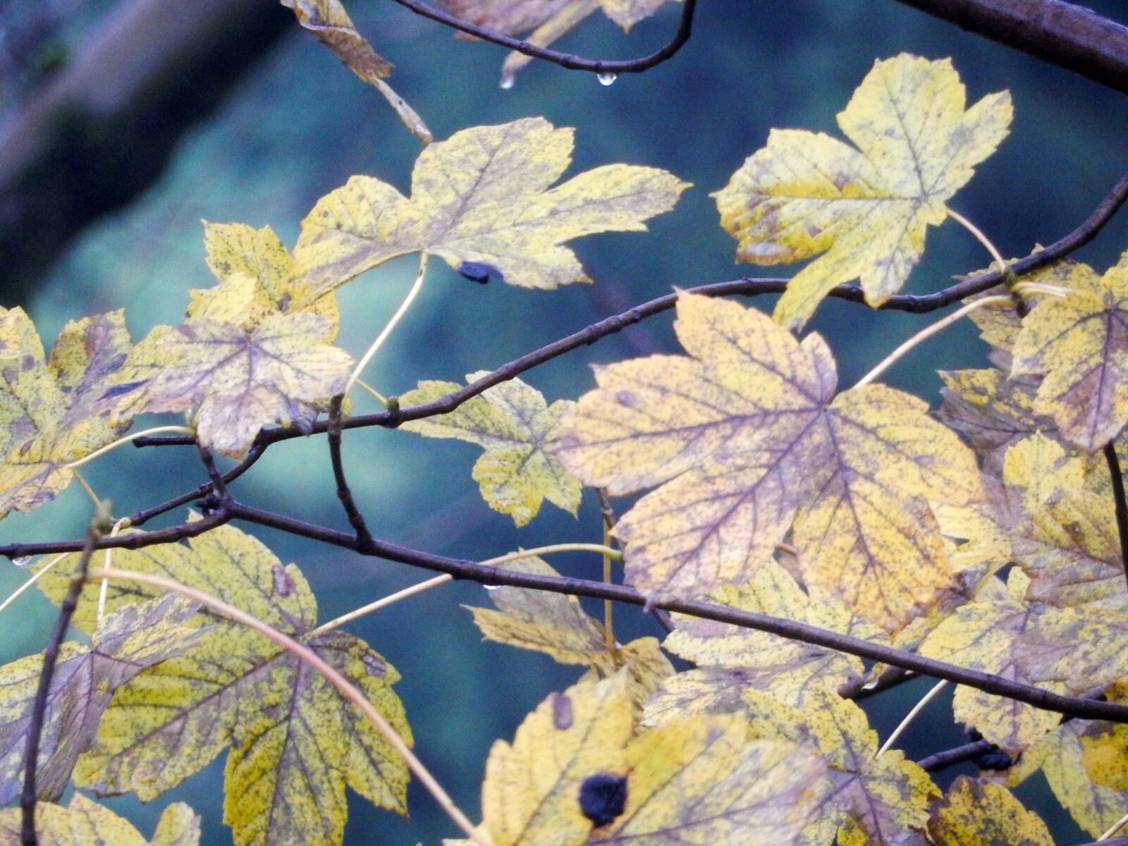 Nikon Coolpix S9700 sample photo. Leaves, autumn, tree photography