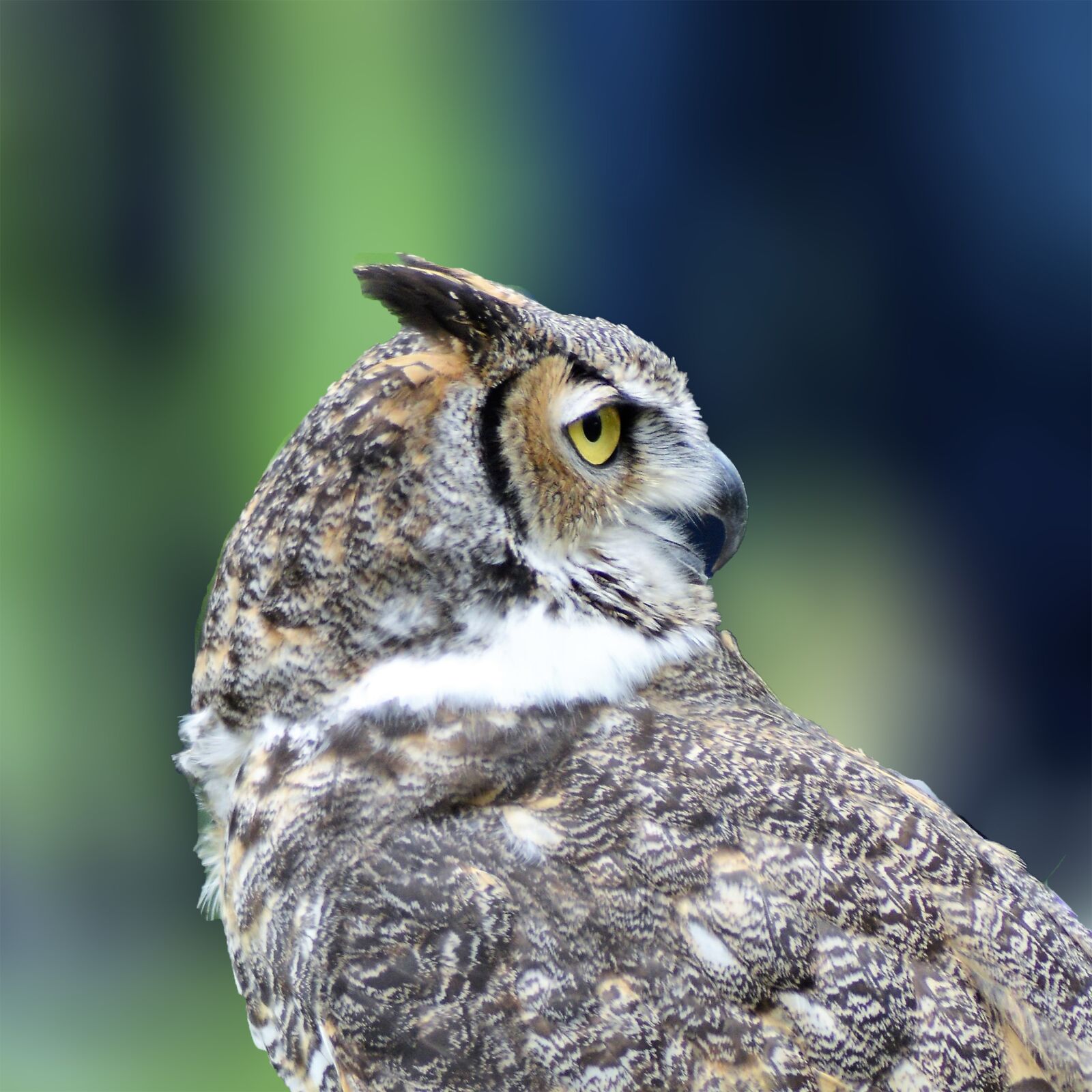 Nikon D3200 sample photo. Great horned owl, owl photography