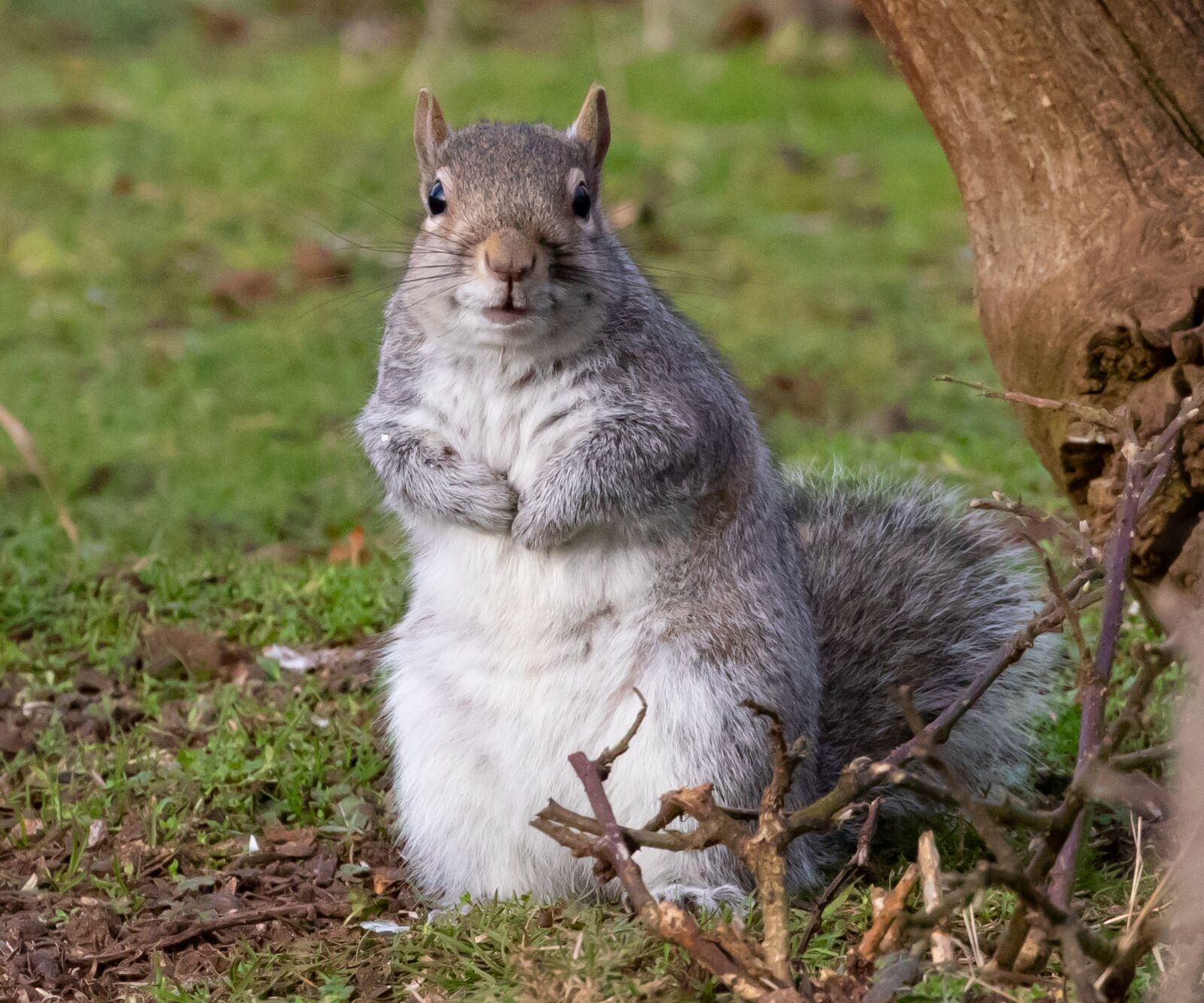 Canon EOS 7D Mark II sample photo. Grey squirrel, squirrel watching photography
