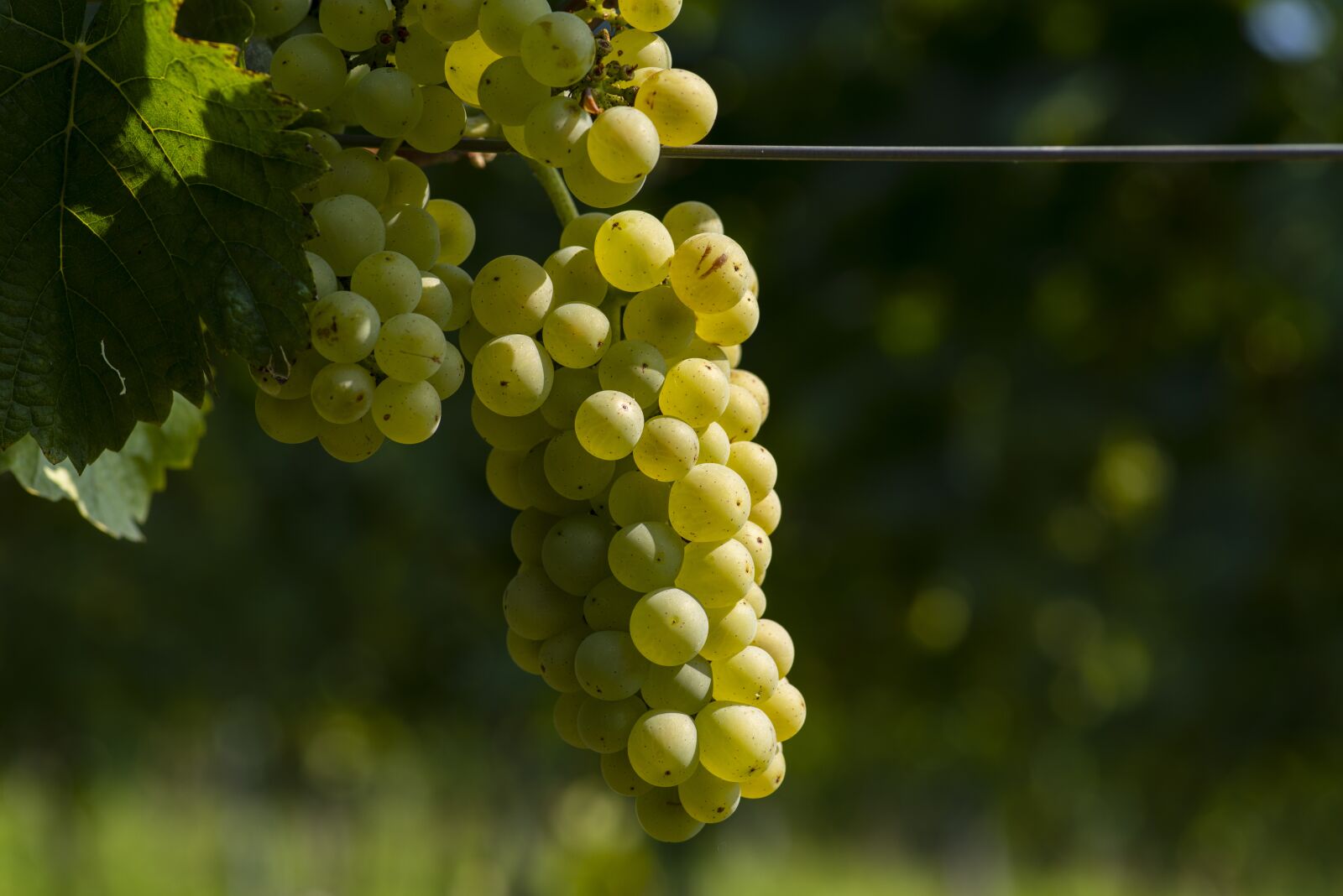 Nikon D800E sample photo. Grape, wine, white wine photography