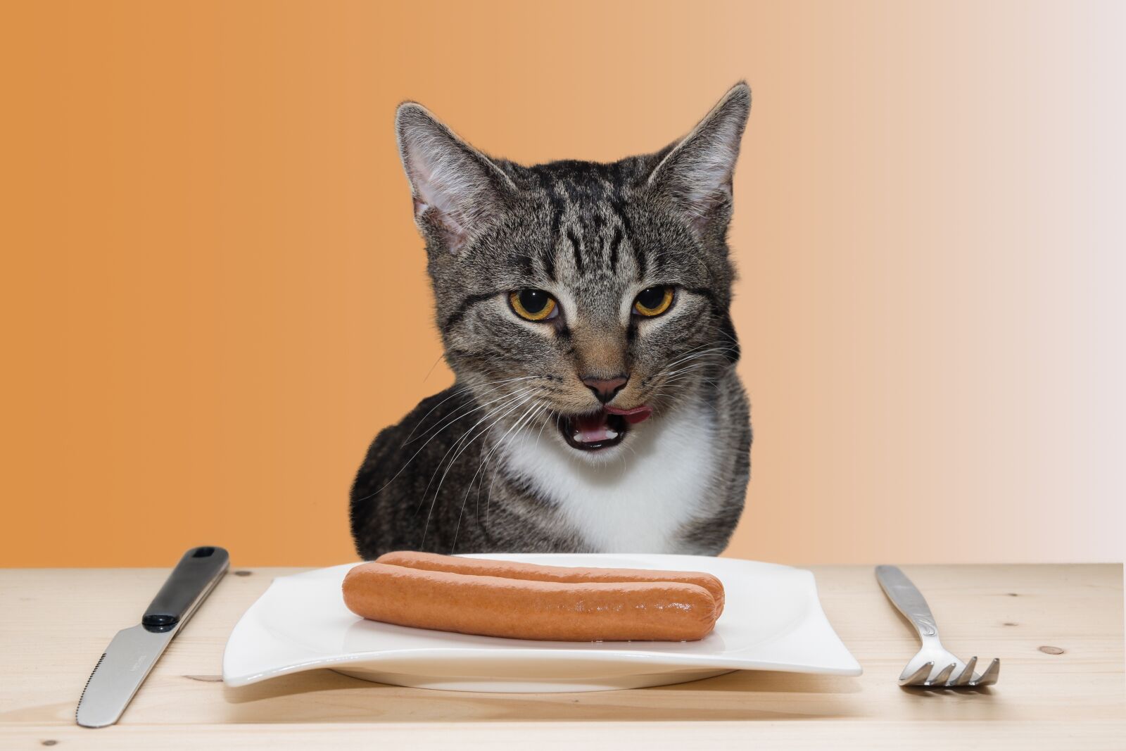 Canon EOS 600D (Rebel EOS T3i / EOS Kiss X5) sample photo. Cat, domestic cat, sausage photography