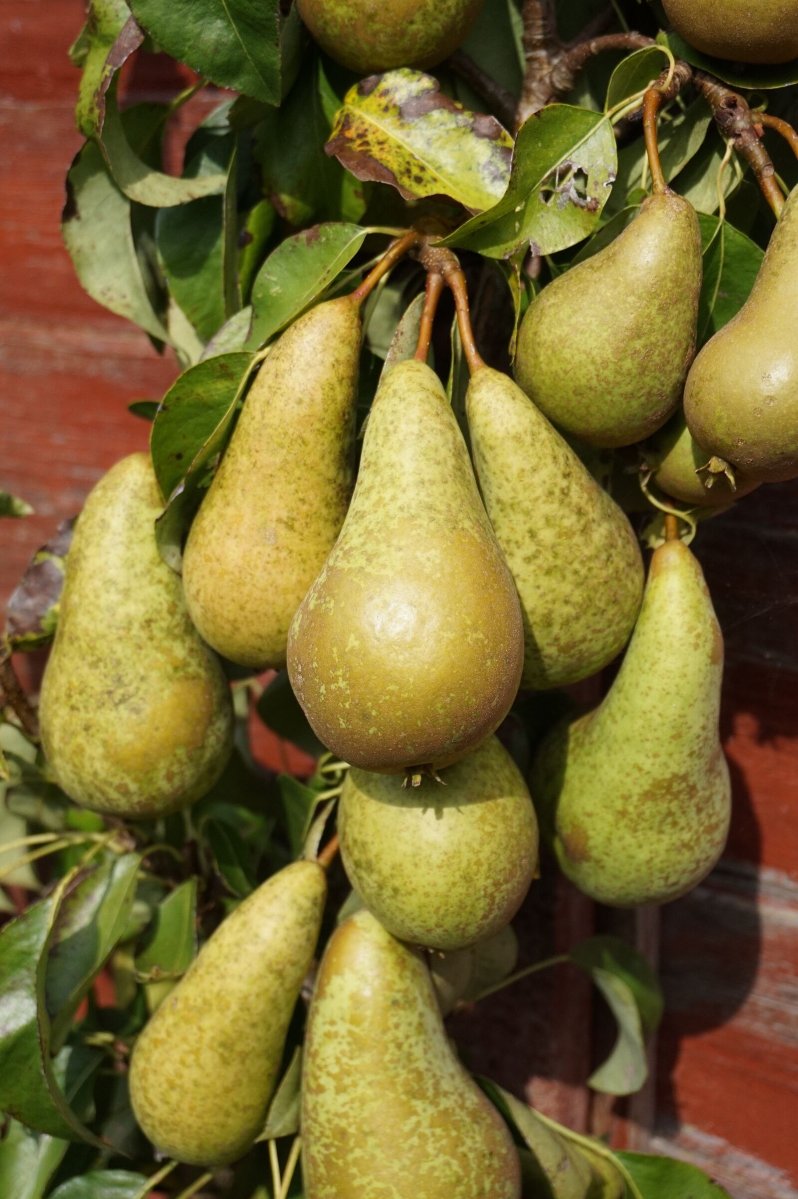 Sony Alpha a5000 (ILCE 5000) sample photo. Golden, autumn, pears photography