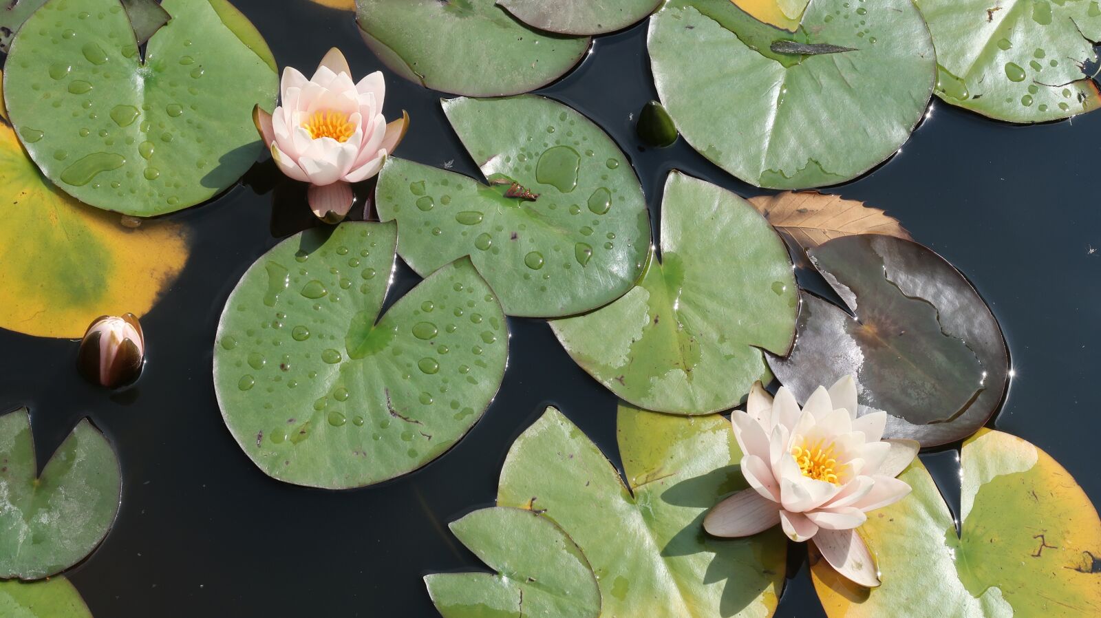 Canon PowerShot G7 X Mark II sample photo. Lotus, water lily, england photography