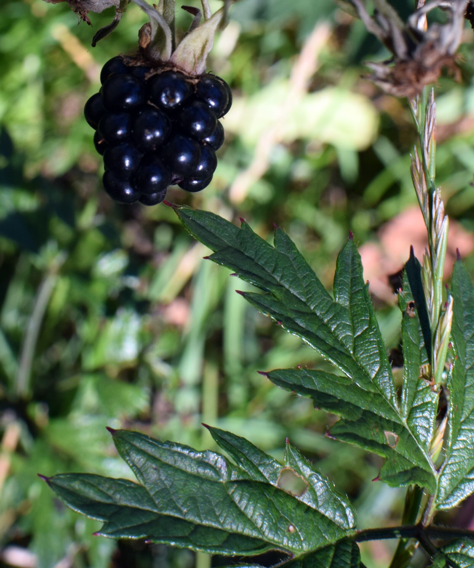 Nikon D5300 sample photo. Blackberry, berry, mature photography