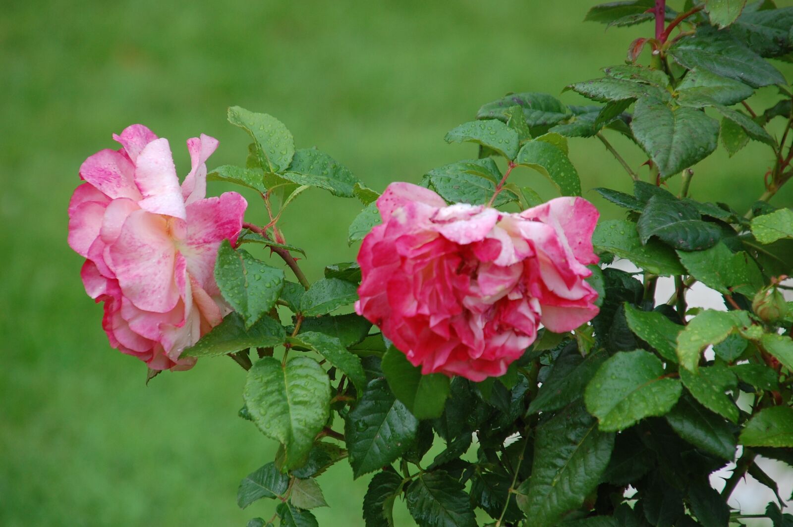 Nikon D40 sample photo. Flower, plant, nature photography