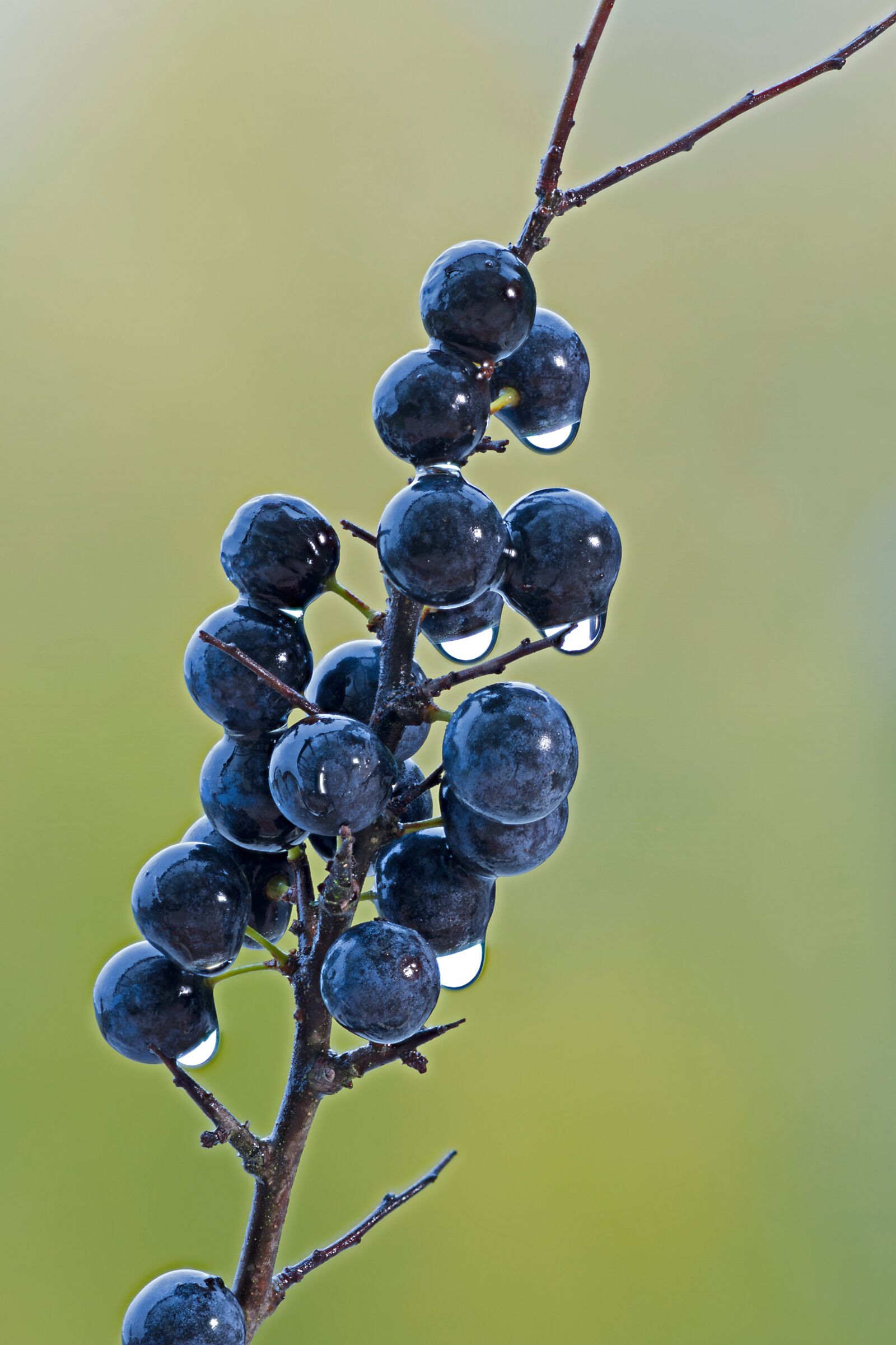 Canon EOS 7D sample photo. Blackthorn, berry, wet photography