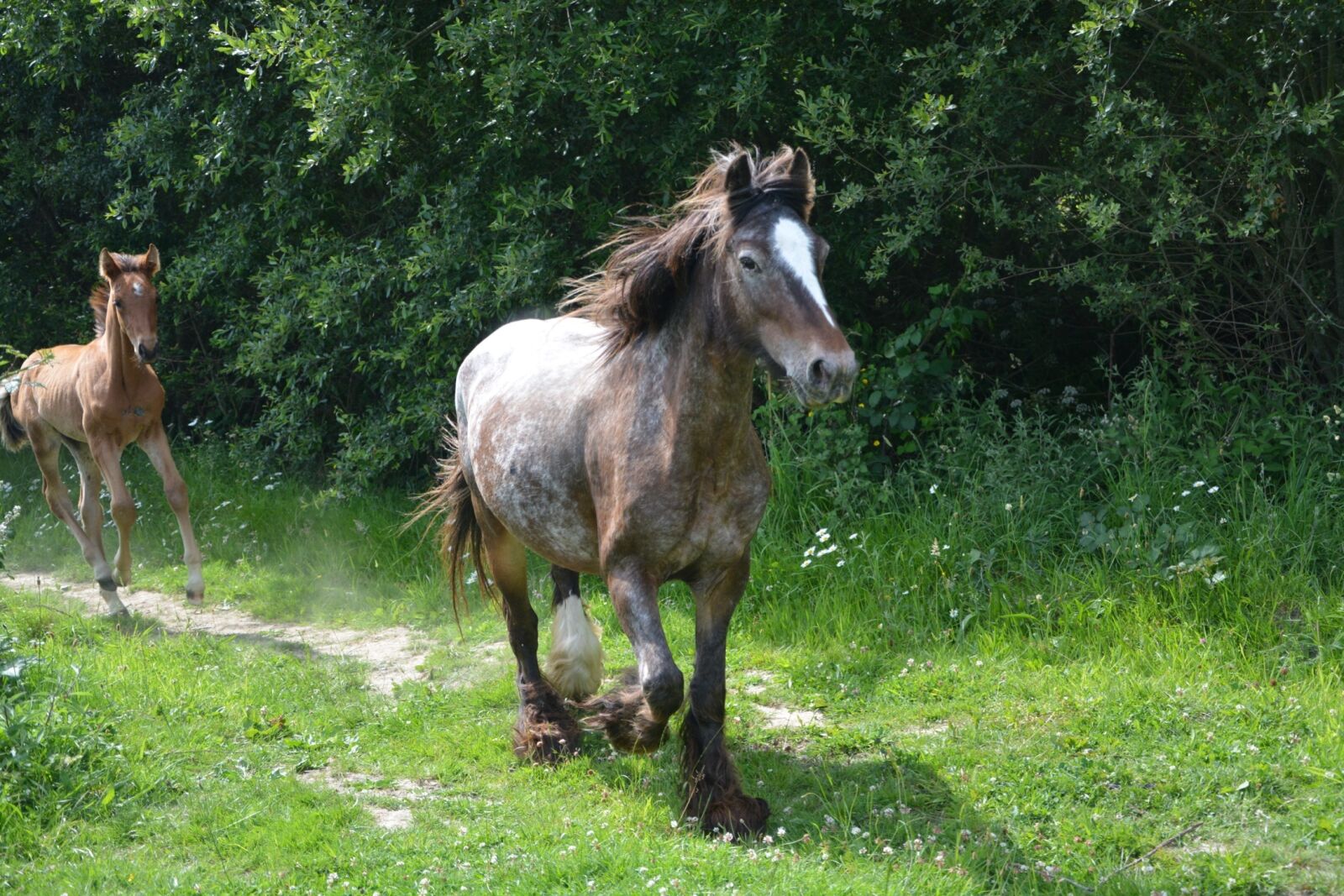 Nikon D5200 sample photo. Mare, horse, foal photography