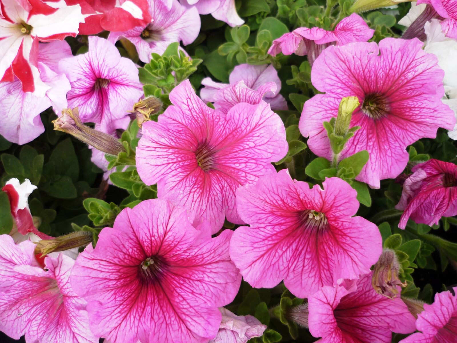 Panasonic Lumix DMC-FS3 sample photo. Petunias, pink, flower photography