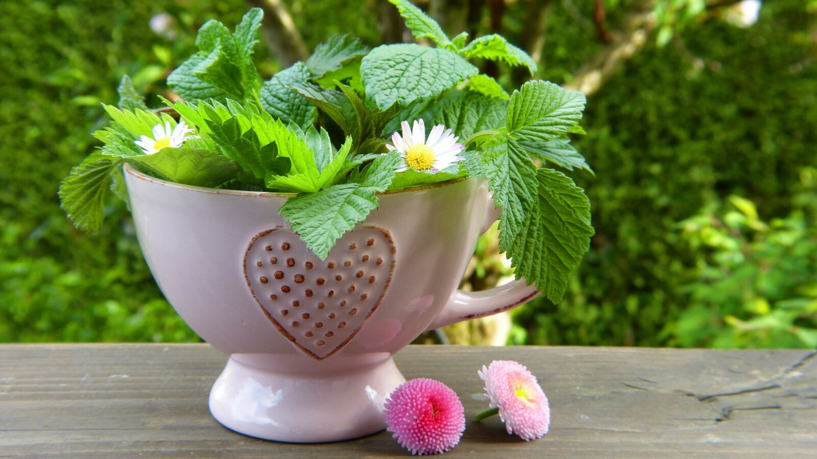 Panasonic Lumix DMC-FZ150 sample photo. Herbs, leaves, flowers photography