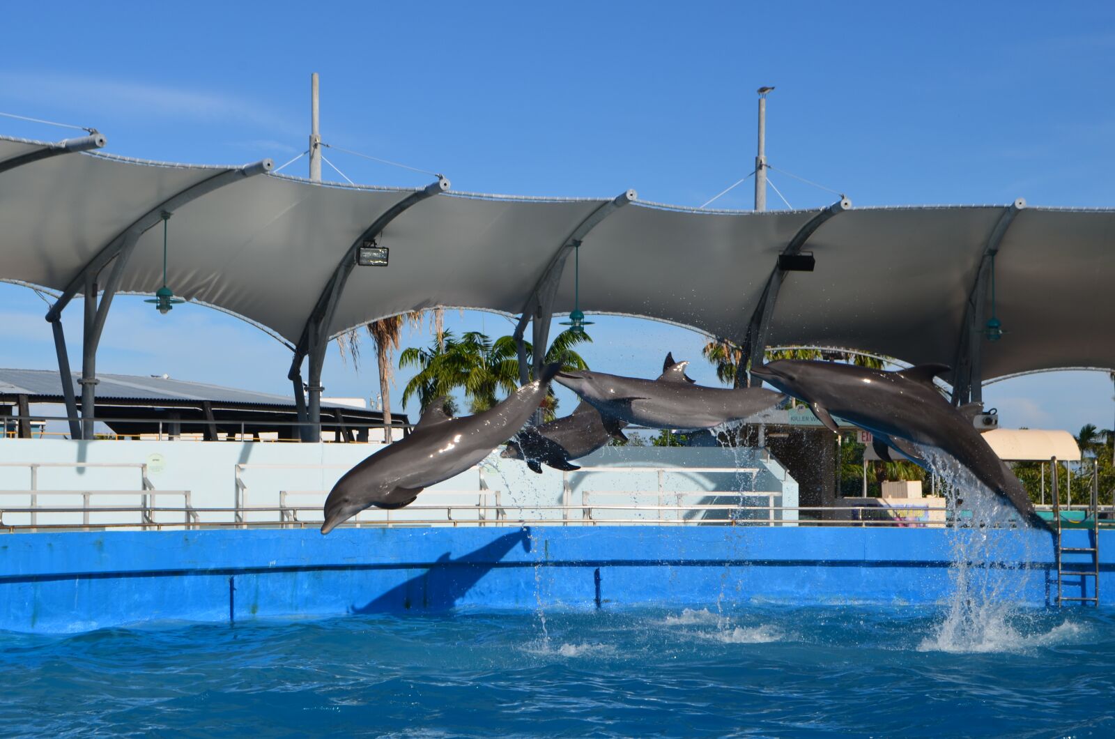 Nikon D5100 sample photo. Miami, seaquarium, entertainment photography