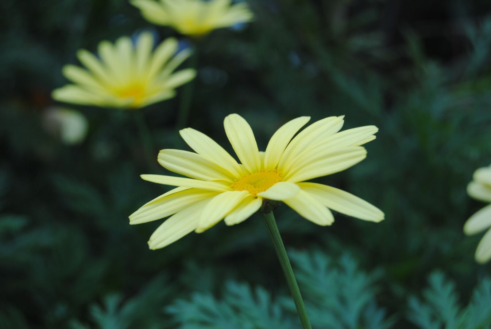 Nikon D3000 sample photo. Flower, yellow, plant photography