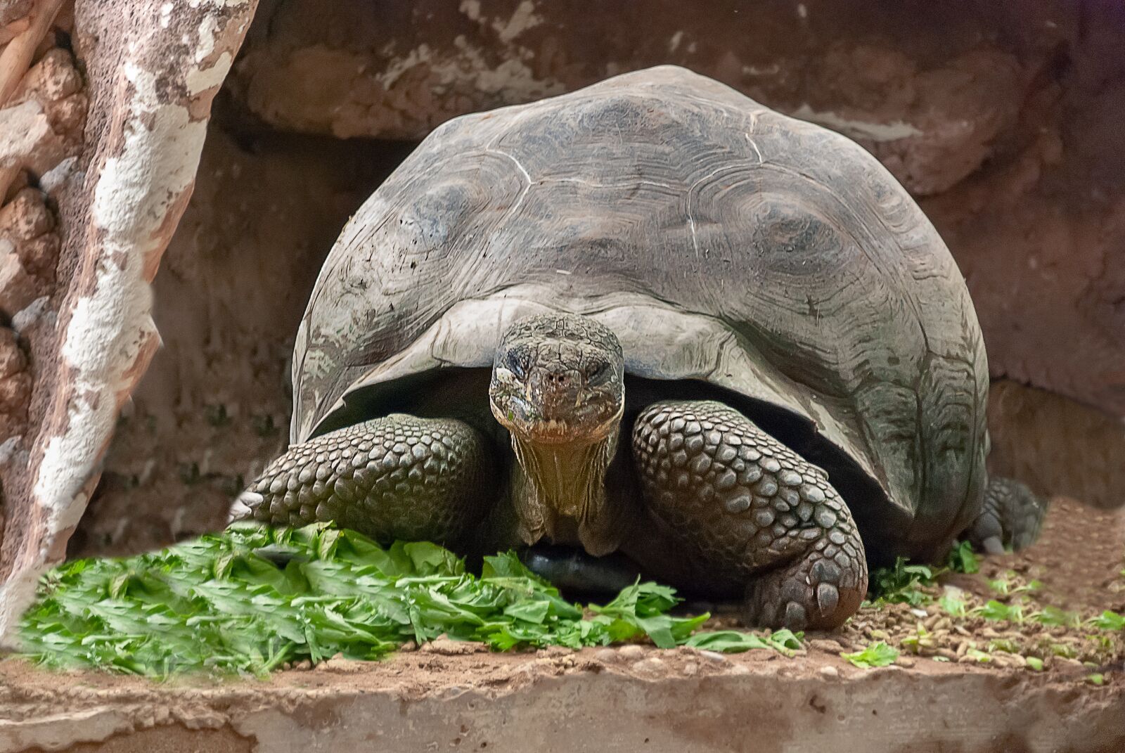 Nikon D80 sample photo. Turtle, reptile, carapace photography