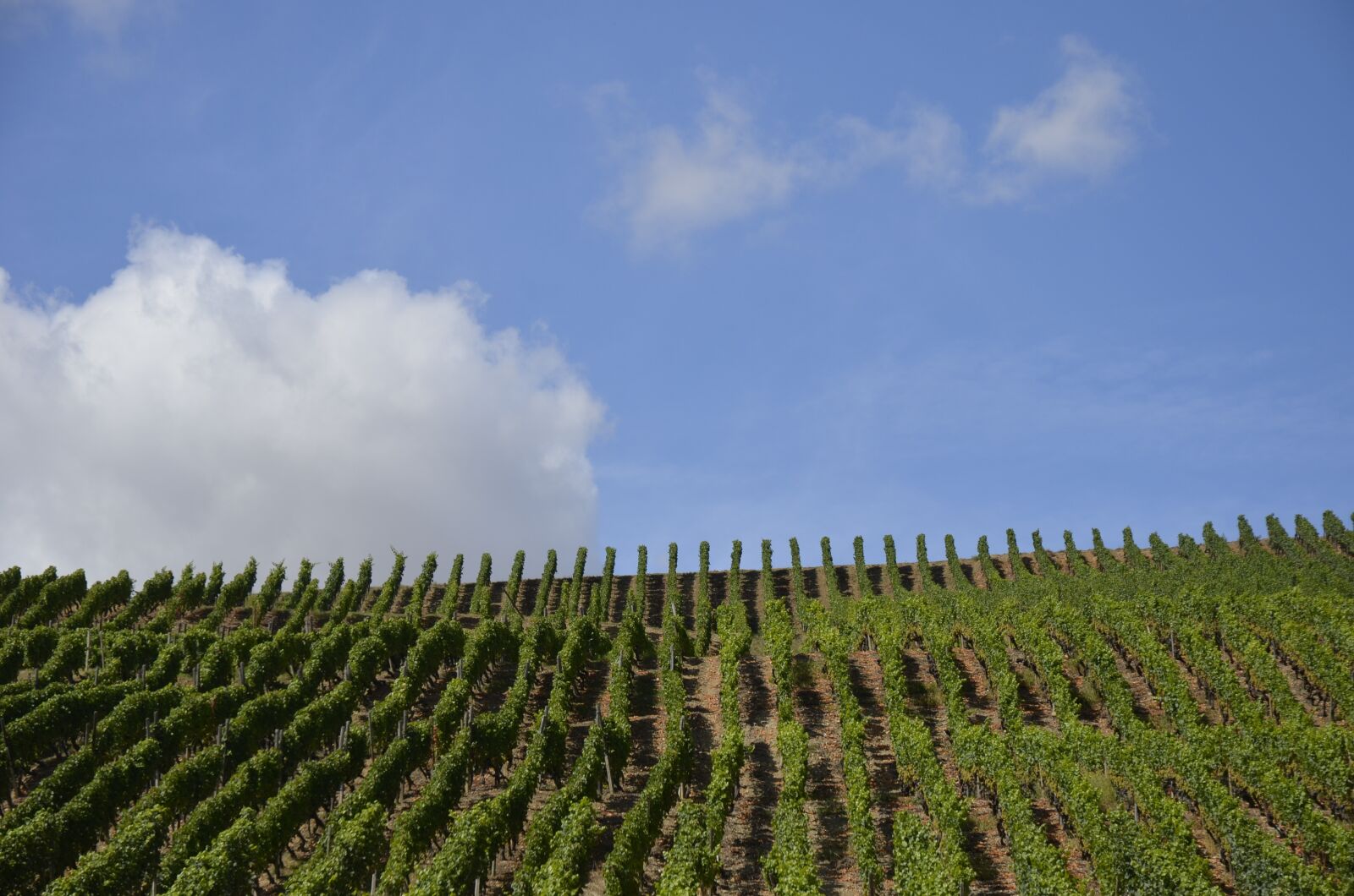 Nikon D5100 sample photo. Vineyard, wine, sky photography
