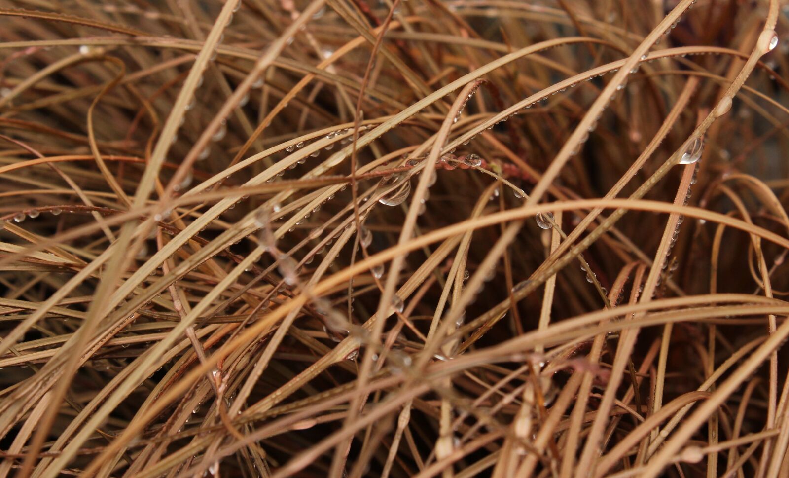 Canon EOS 550D (EOS Rebel T2i / EOS Kiss X4) sample photo. Drip, grass, drop of photography