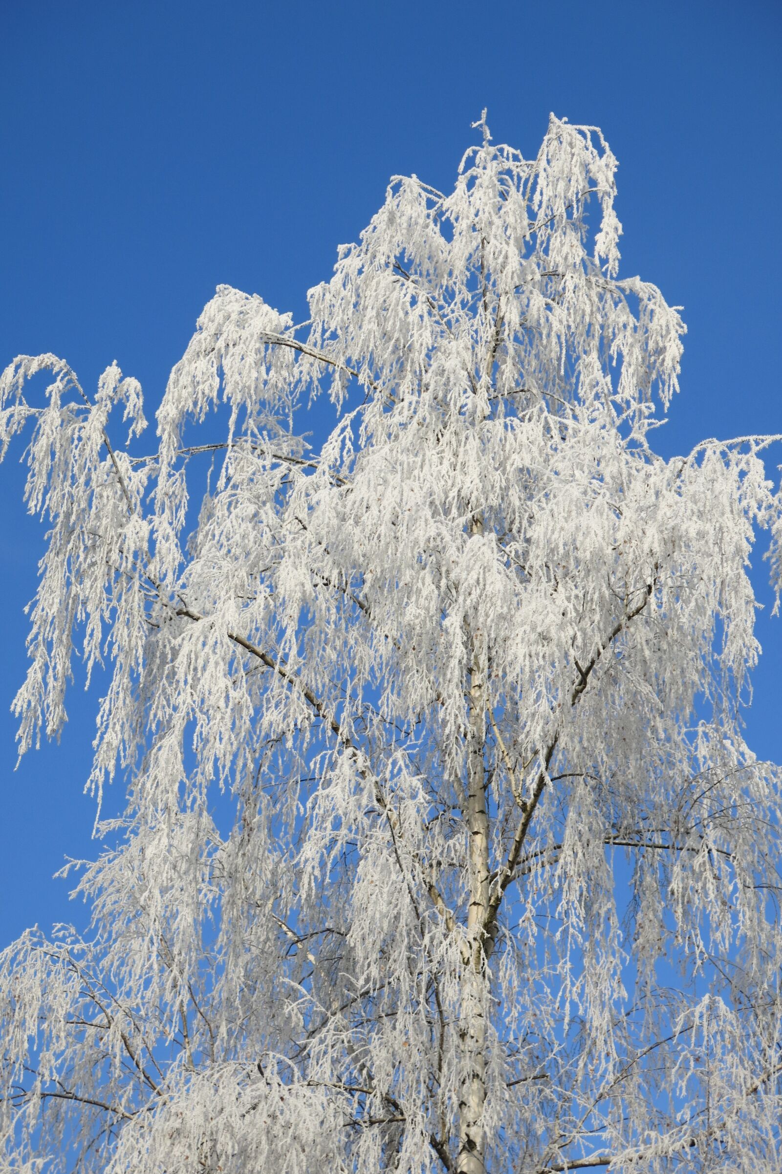 Canon PowerShot G15 sample photo. Nature, icing, winter photography