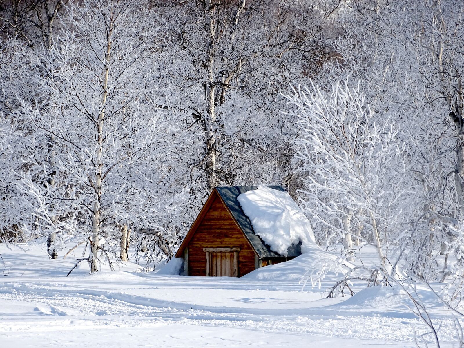 Sony DSC-HX400 sample photo. Winter morning, leann, forest photography