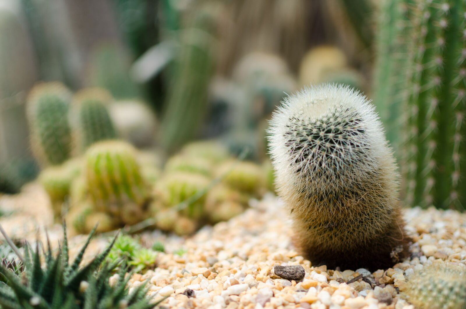 Nikon D5100 sample photo. Cactus, gardens by the photography