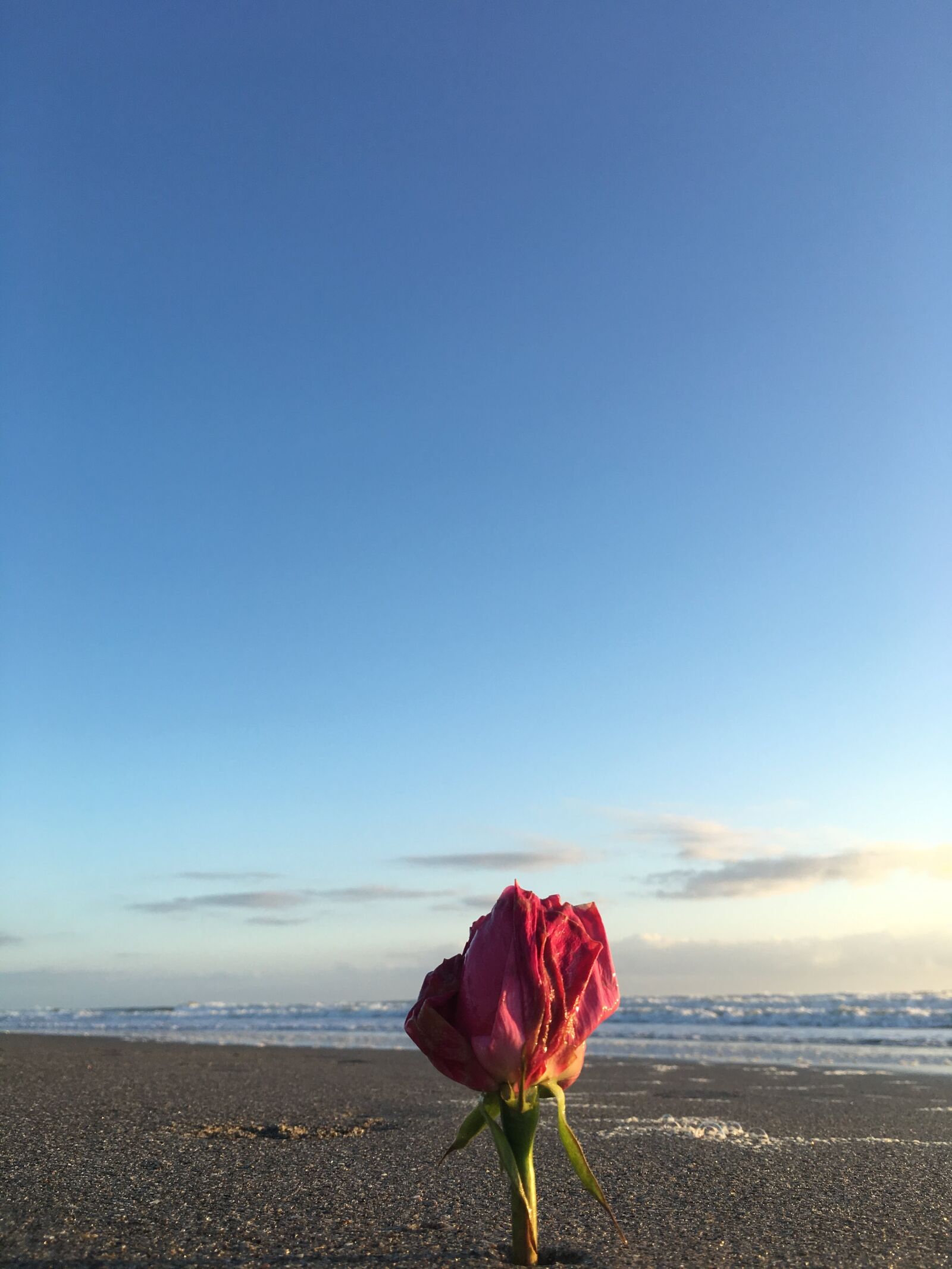 Apple iPhone SE sample photo. Sunrise, flower, beach photography