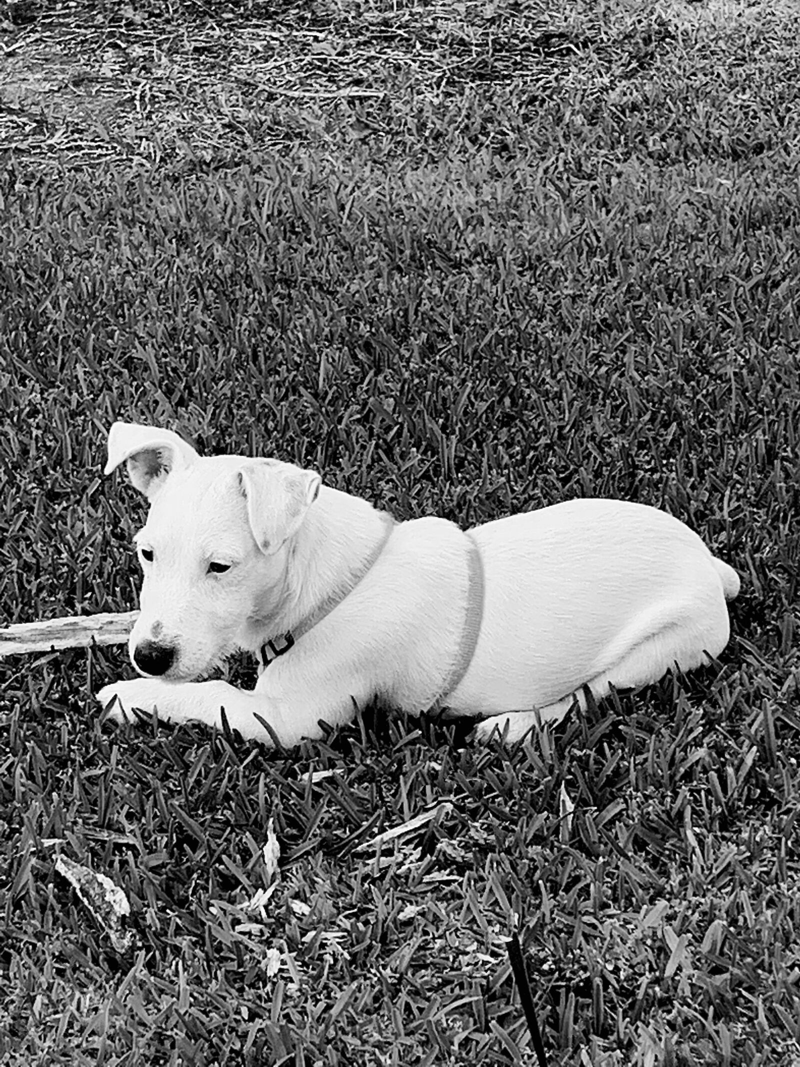 iPhone XR back camera 4.25mm f/1.8 sample photo. Dog, jack russell, terrier photography