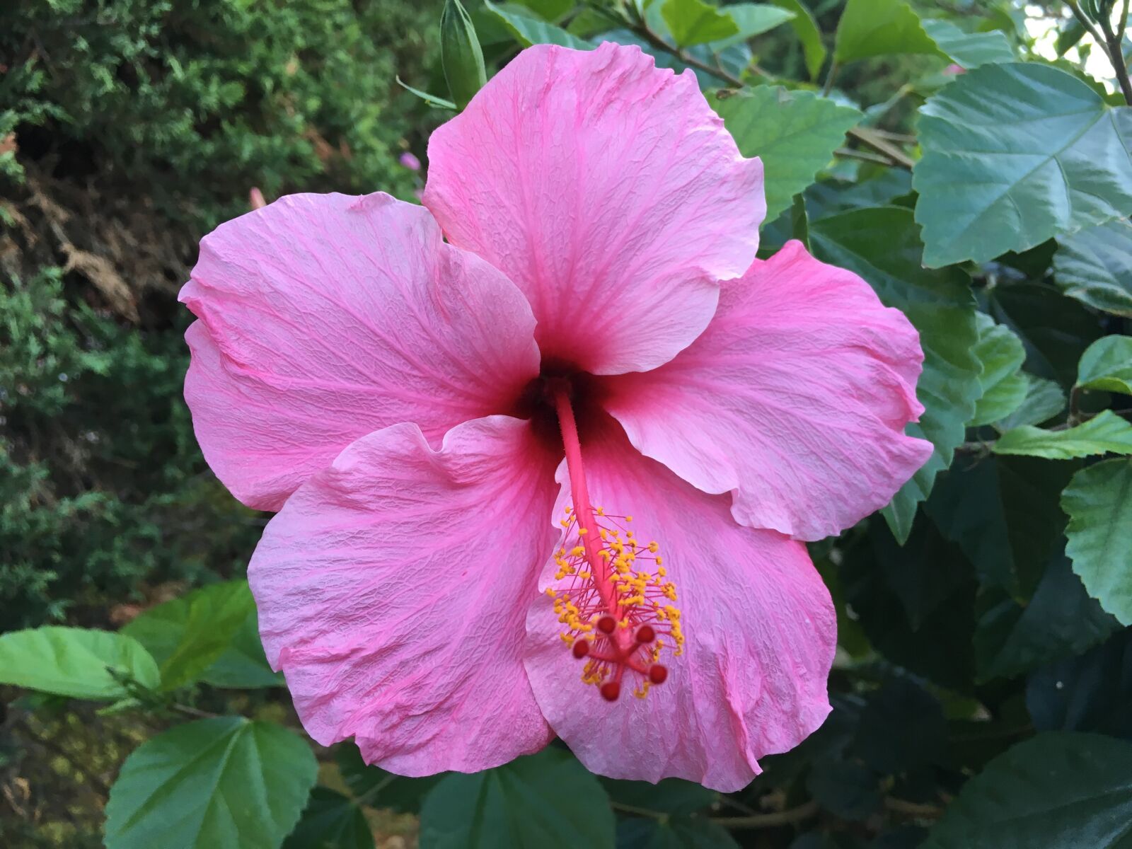 Apple iPhone 6s sample photo. Nature, plant, flower photography