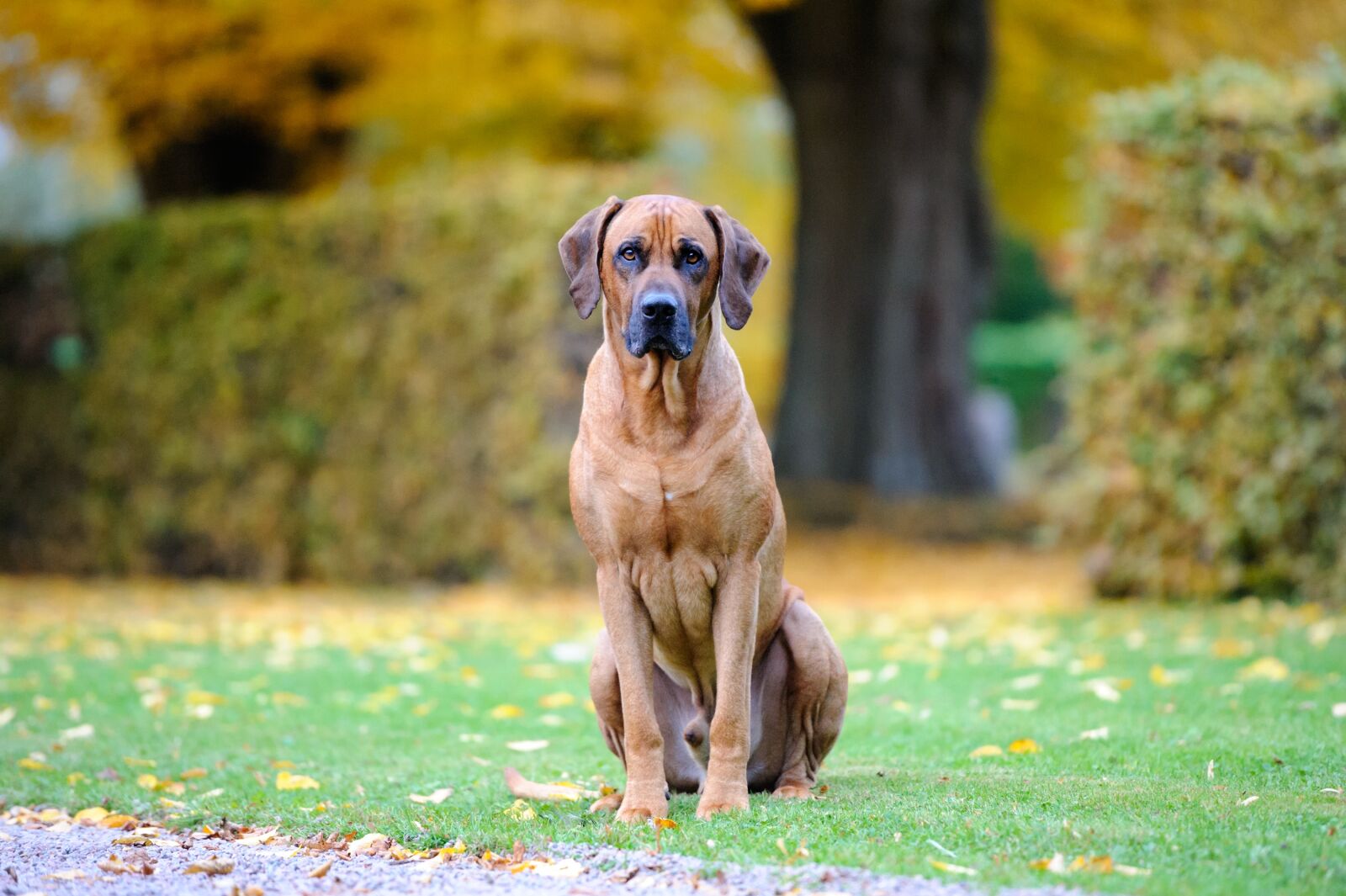 Nikon D700 sample photo. Dog, bestfriend, cute photography