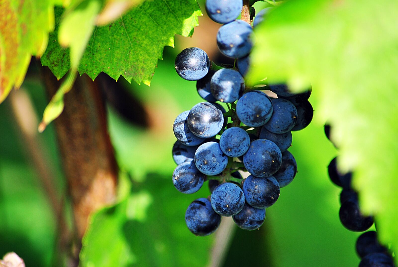 Nikon D3000 sample photo. Grapes, leaves, sun photography
