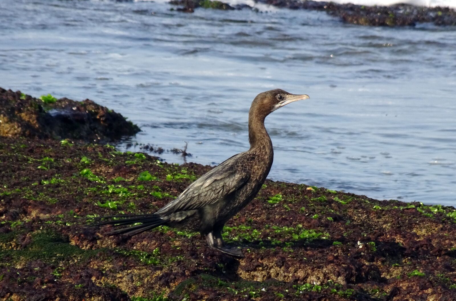 Sony Cyber-shot DSC-HX90V sample photo. Bird, little cormorant, microcarbo photography