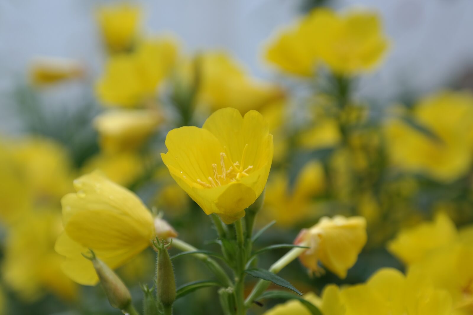 Samsung NX300 sample photo. Bloom, flowers, yellow photography