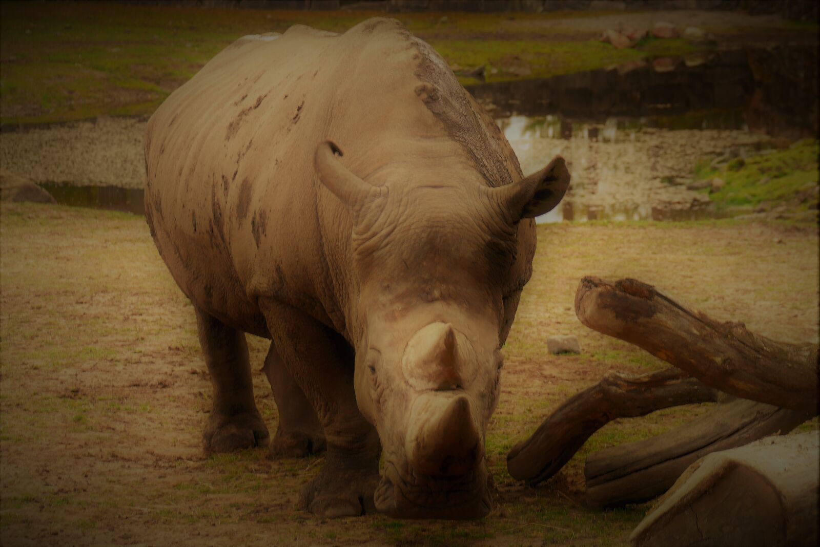 Panasonic Lumix DMC-GF6 sample photo. Rhino, park, rhinoceros photography