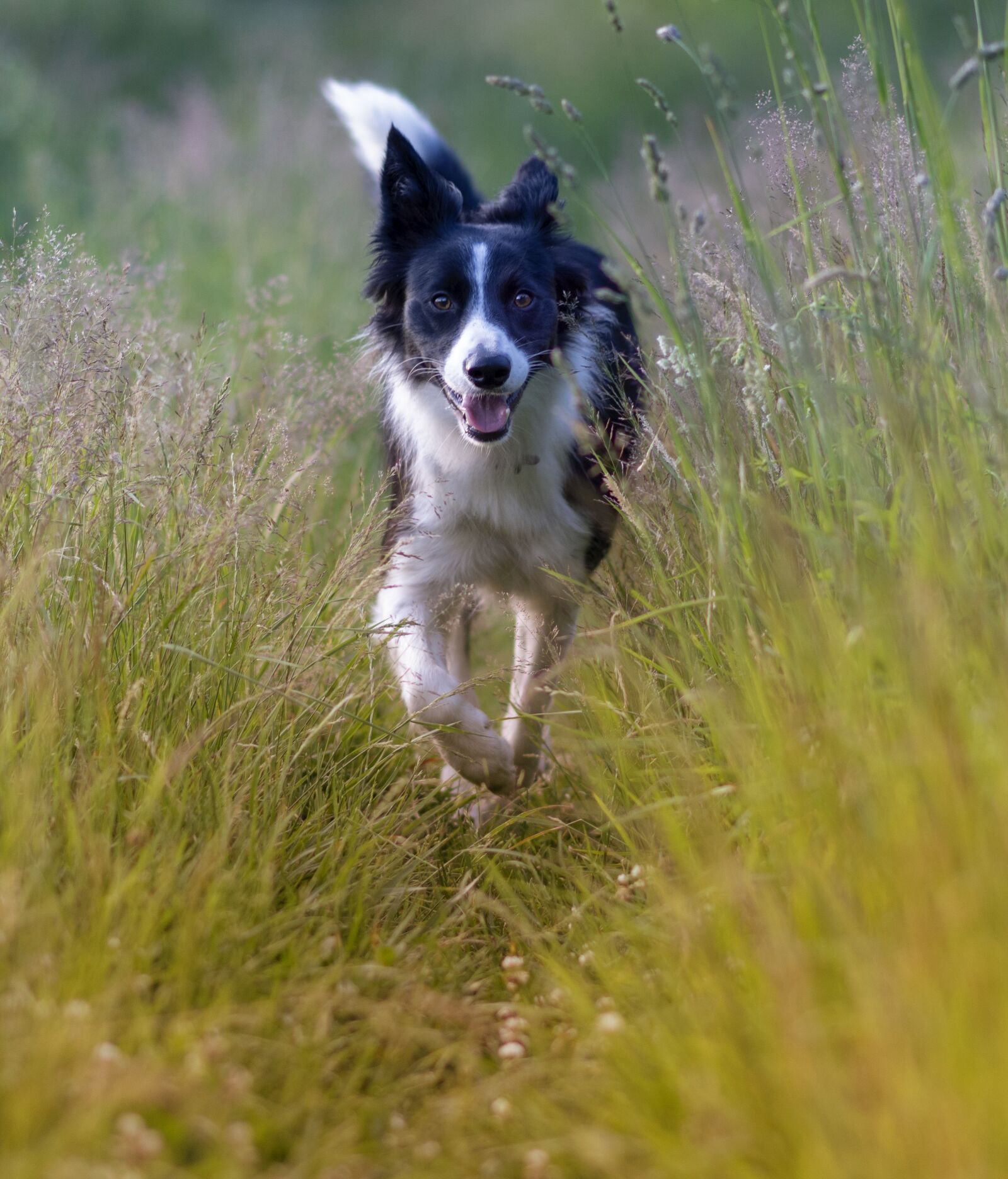Nikon D7500 sample photo. Dog, animal, fun photography