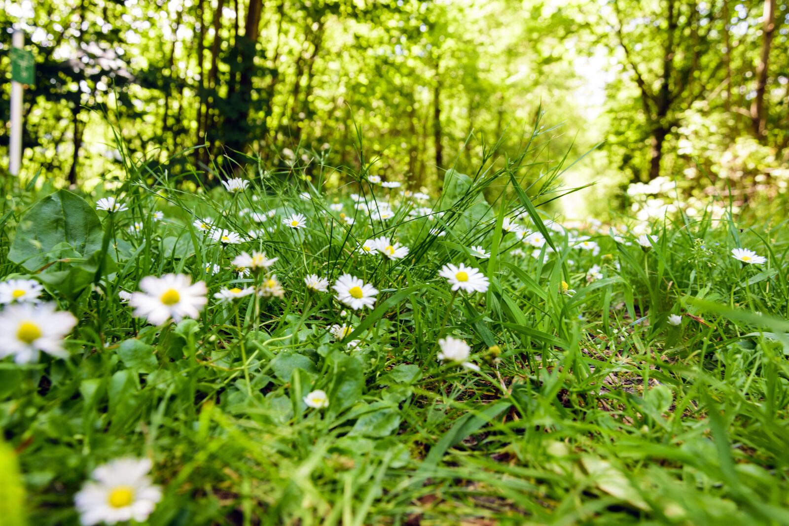 Nikon D5300 sample photo. Forest, summer, light photography