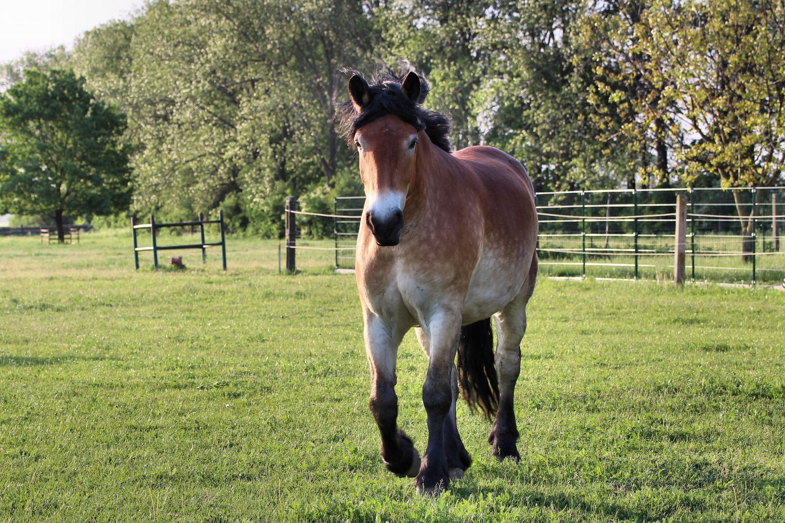 Canon EOS 1200D (EOS Rebel T5 / EOS Kiss X70 / EOS Hi) sample photo. Horse, kaltblut, mare photography