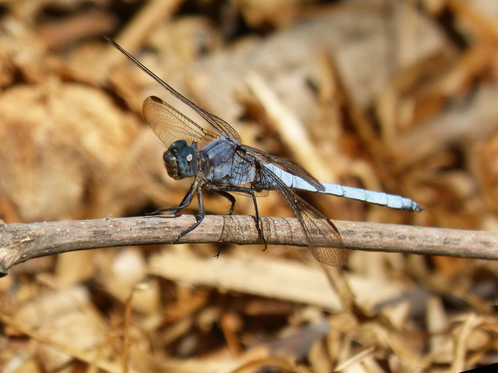 Panasonic DMC-FZ62 sample photo. Dragonfly, blue dragonfly, orthetrum photography
