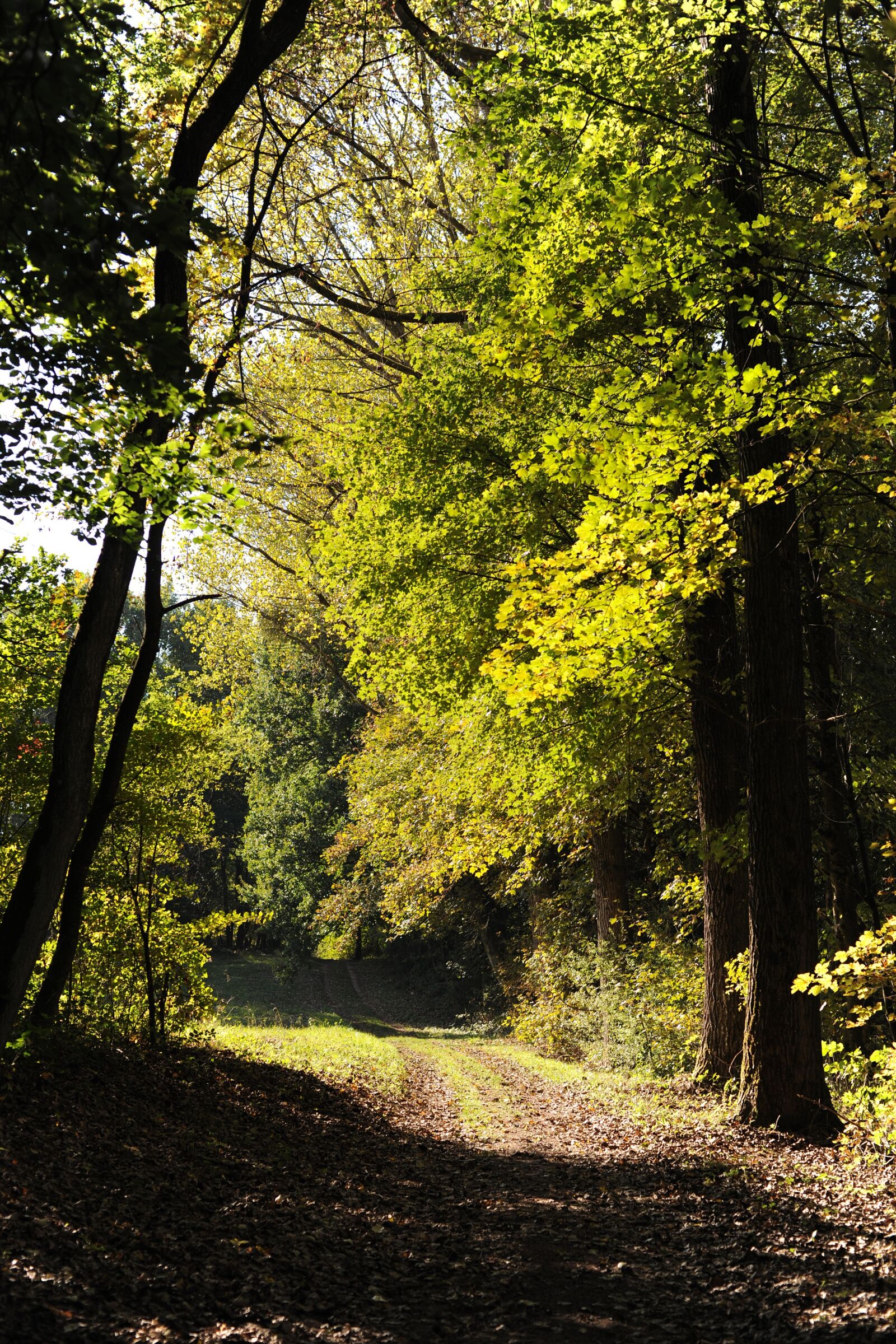 Nikon D3X sample photo. Forest path, hiking, forest photography