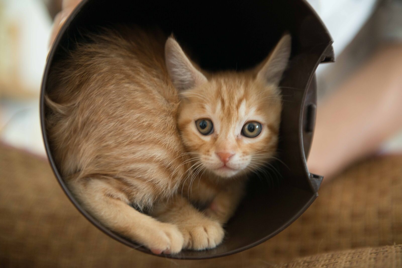 Nikon AF-S Nikkor 24-70mm F2.8G ED sample photo. Cat, sad, small photography