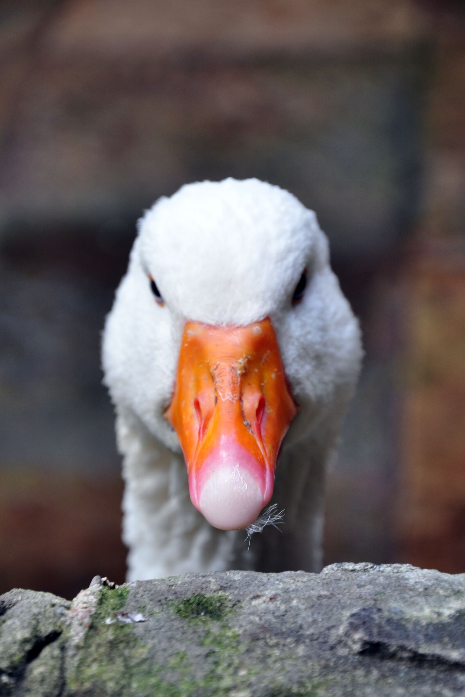 Nikon D90 sample photo. Goose, barcelona, animal photography