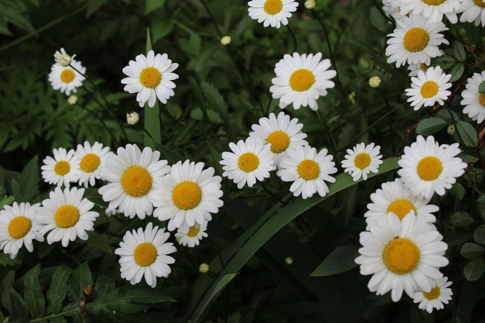 Canon EOS 1200D (EOS Rebel T5 / EOS Kiss X70 / EOS Hi) sample photo. White daisies, garden, meadow photography