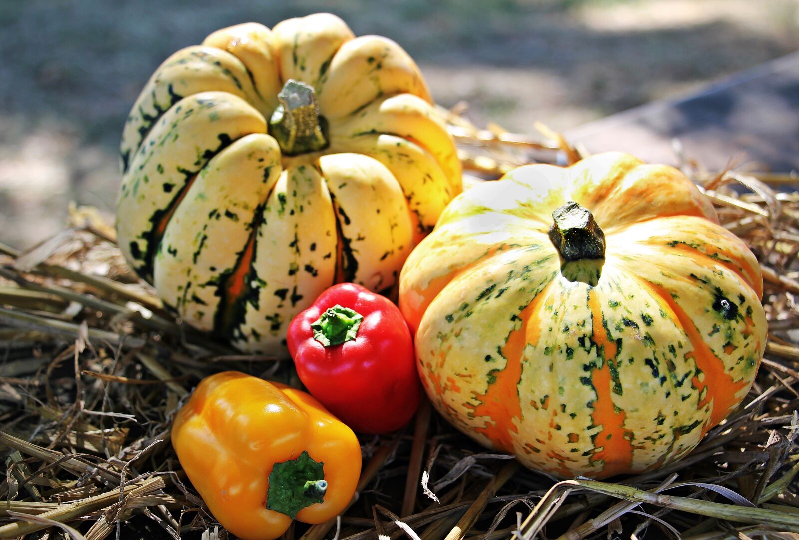 Canon EOS 550D (EOS Rebel T2i / EOS Kiss X4) sample photo. Thanksgiving, pumpkins, paprika photography