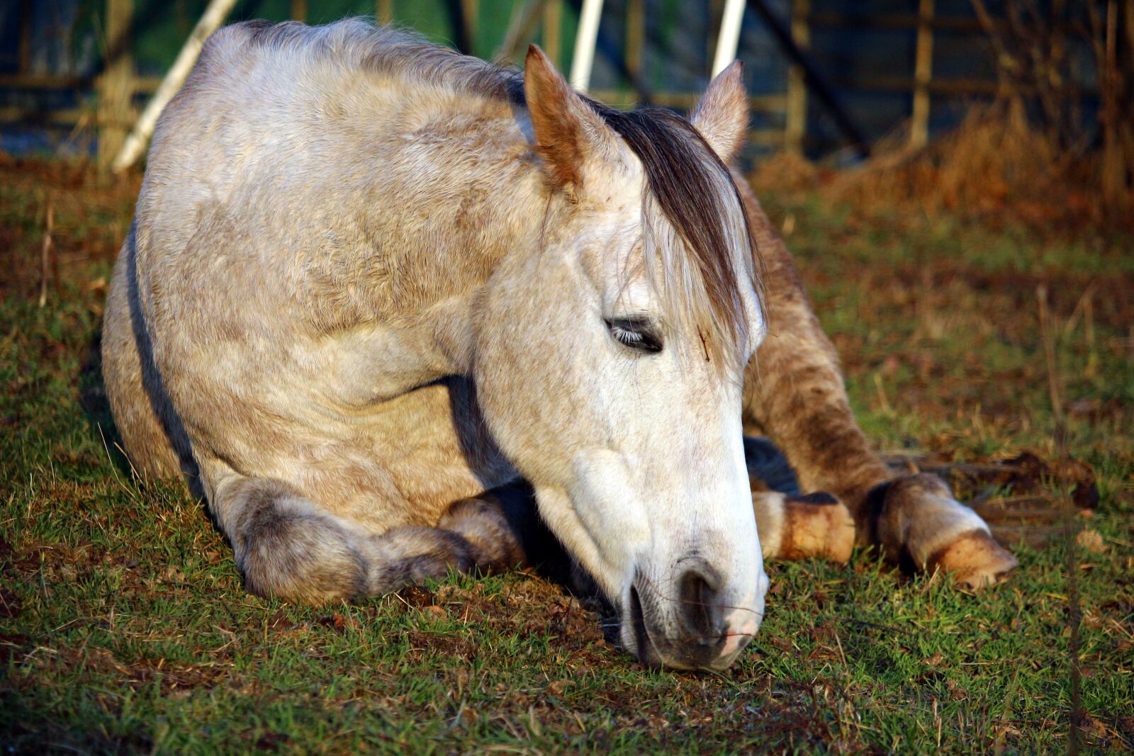 Canon EOS 100D (EOS Rebel SL1 / EOS Kiss X7) sample photo. Horse, sleep, thoroughbred arabian photography