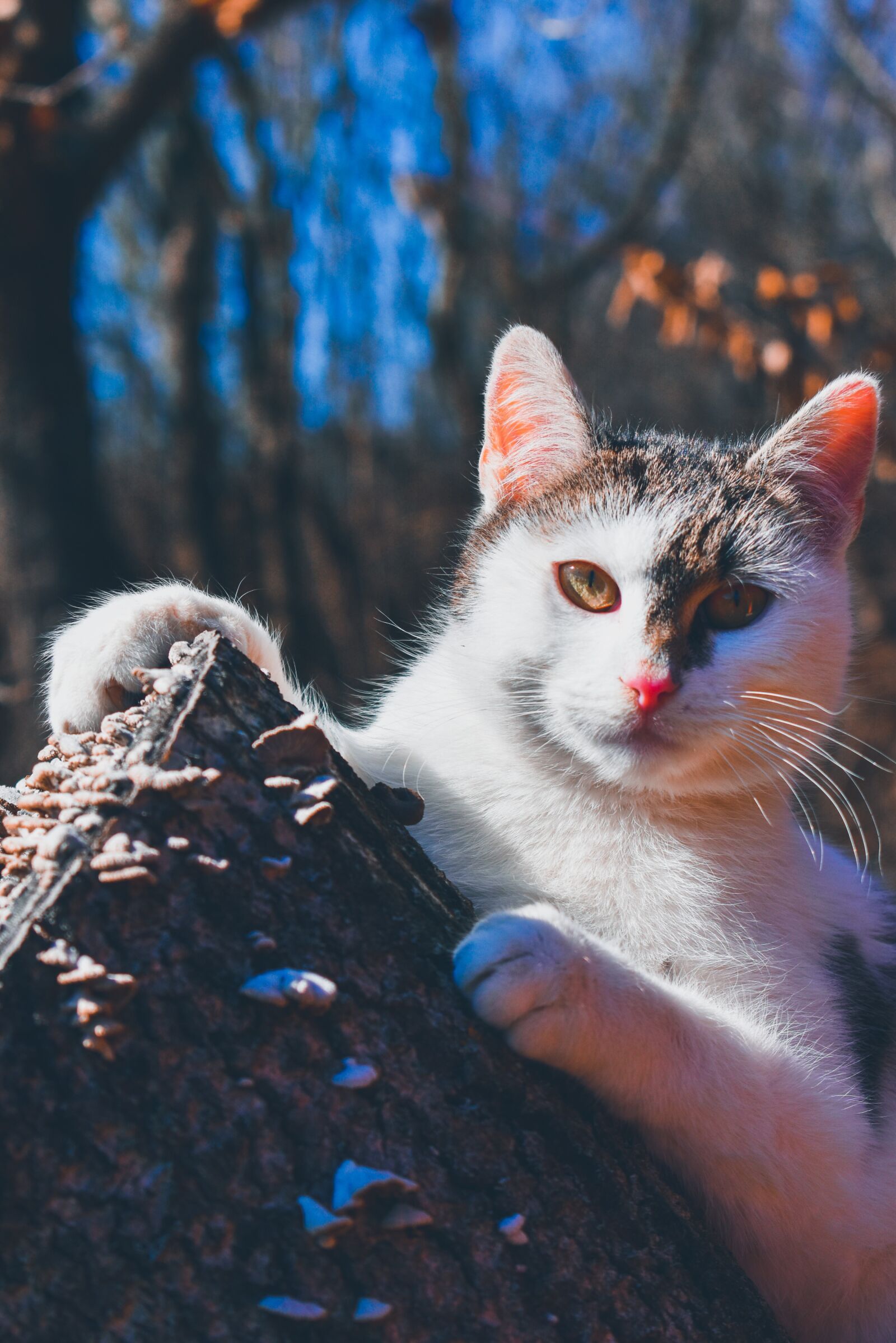 Nikon D3500 sample photo. Cat, kitten, pet photography