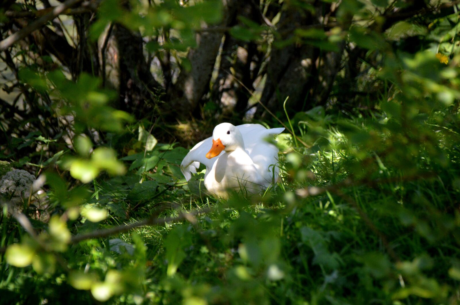 Nikon D3200 sample photo. Duck, pekin duck, white photography