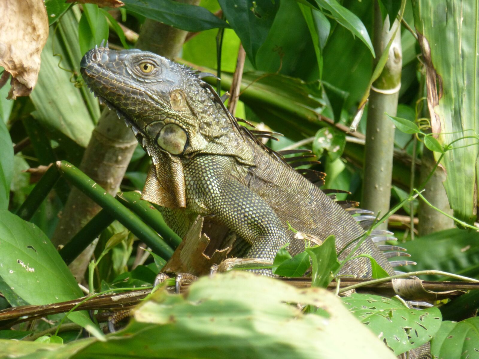 Panasonic DMC-TZ31 sample photo. Animal, costa, rica photography