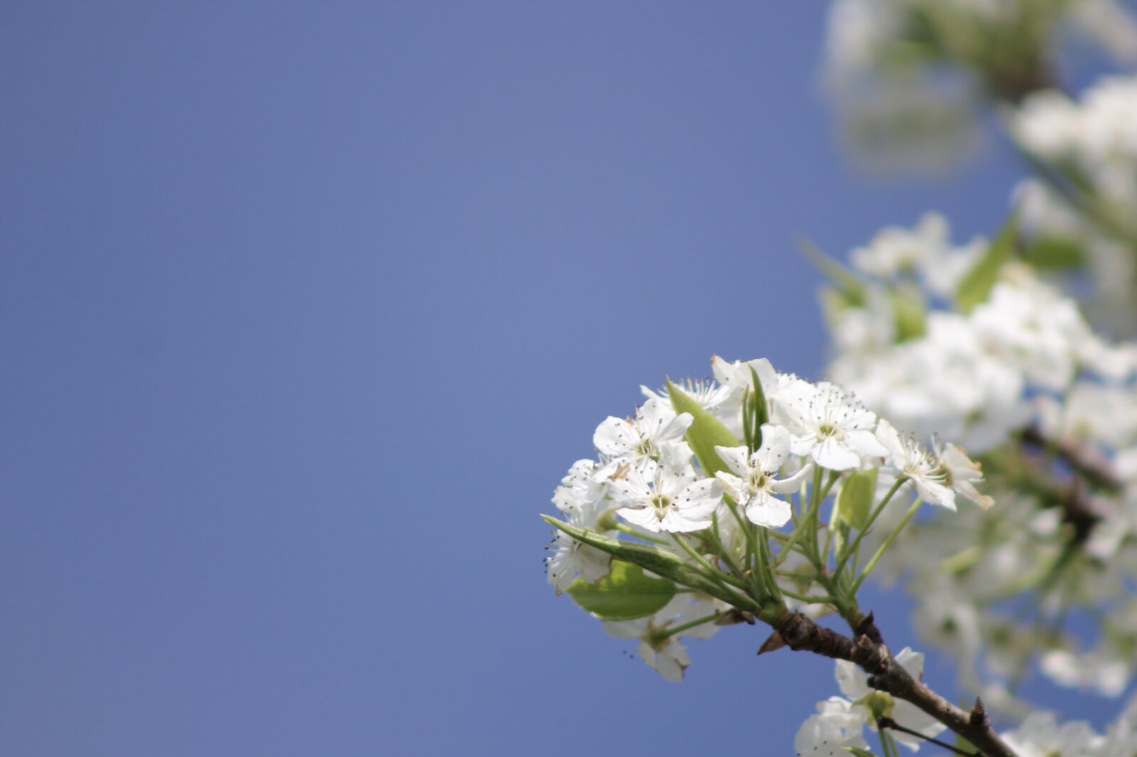 Canon EOS 1100D (EOS Rebel T3 / EOS Kiss X50) sample photo. Fruit tree, blossoms, spring photography