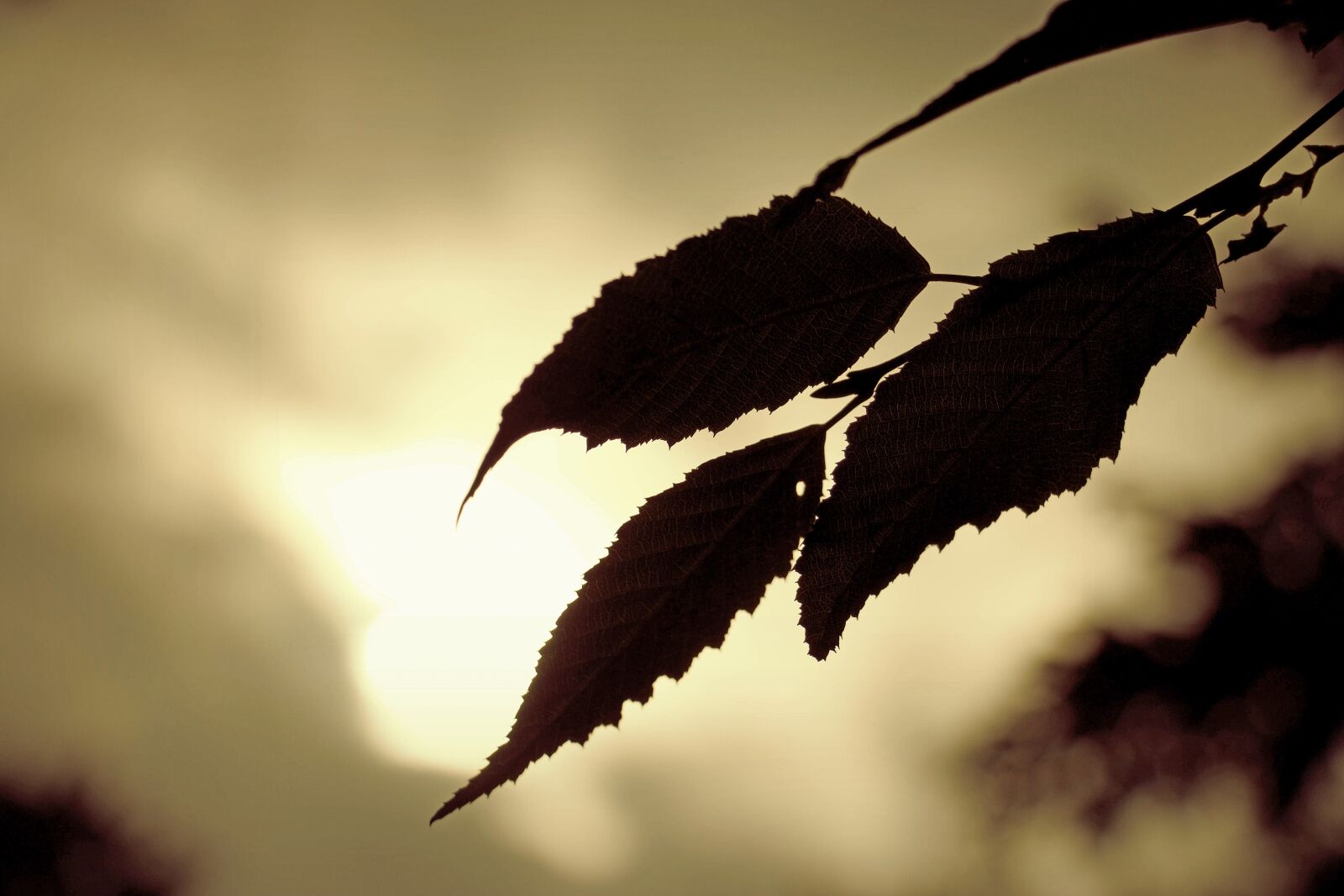 Canon EOS 70D sample photo. Leaf, construction, grass photography