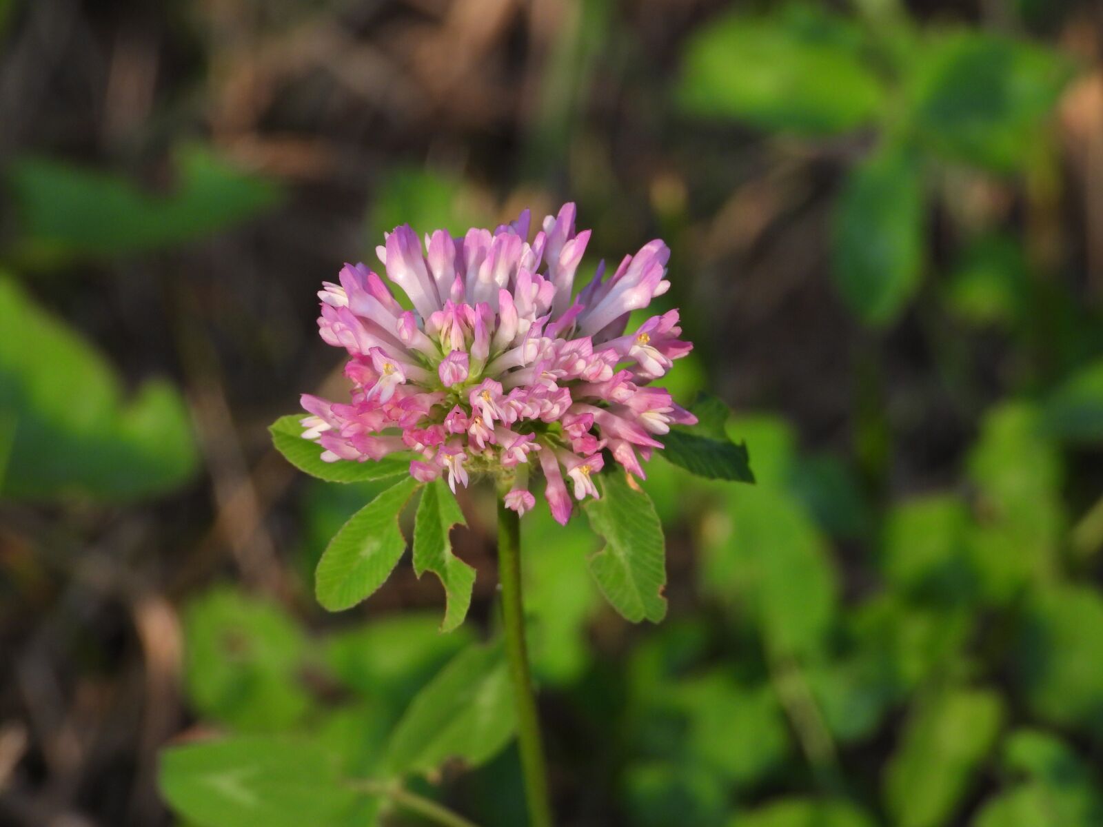 Nikon Coolpix P1000 sample photo. Clover, clover flower, flowering photography