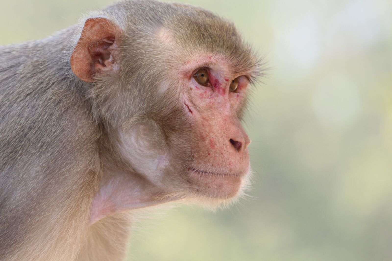 Canon EOS 700D (EOS Rebel T5i / EOS Kiss X7i) sample photo. Monkey, portrait, primate photography
