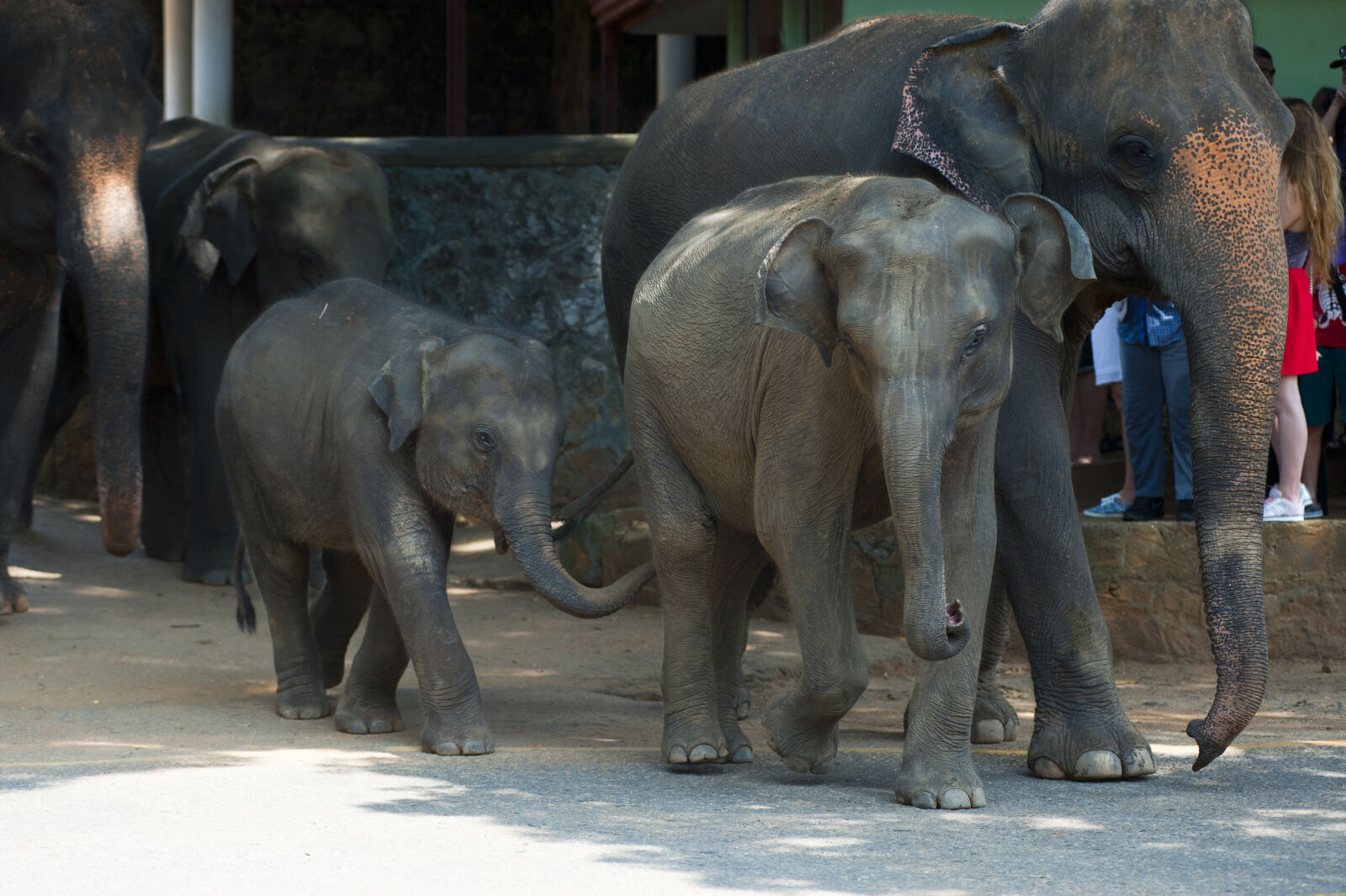 Nikon D700 sample photo. Animal, elephant, elephants, large photography