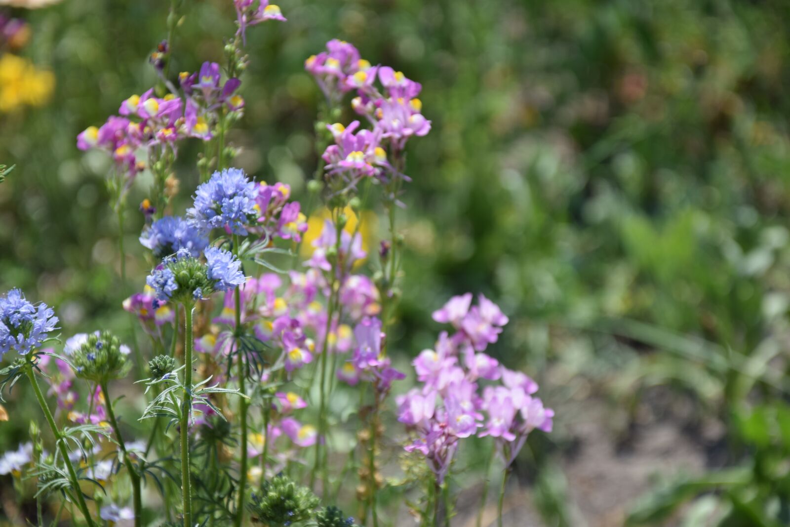Nikon D3300 sample photo. Flower field, flower, summer photography
