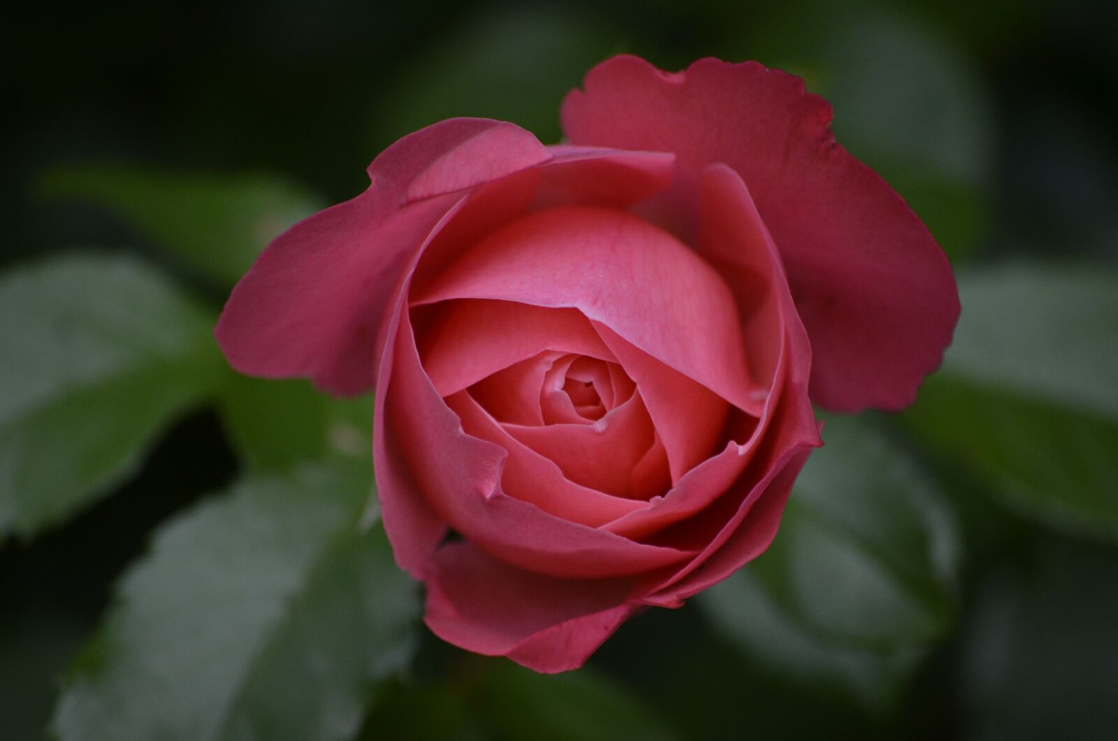 Nikon D5100 sample photo. Rose, bud, summer photography